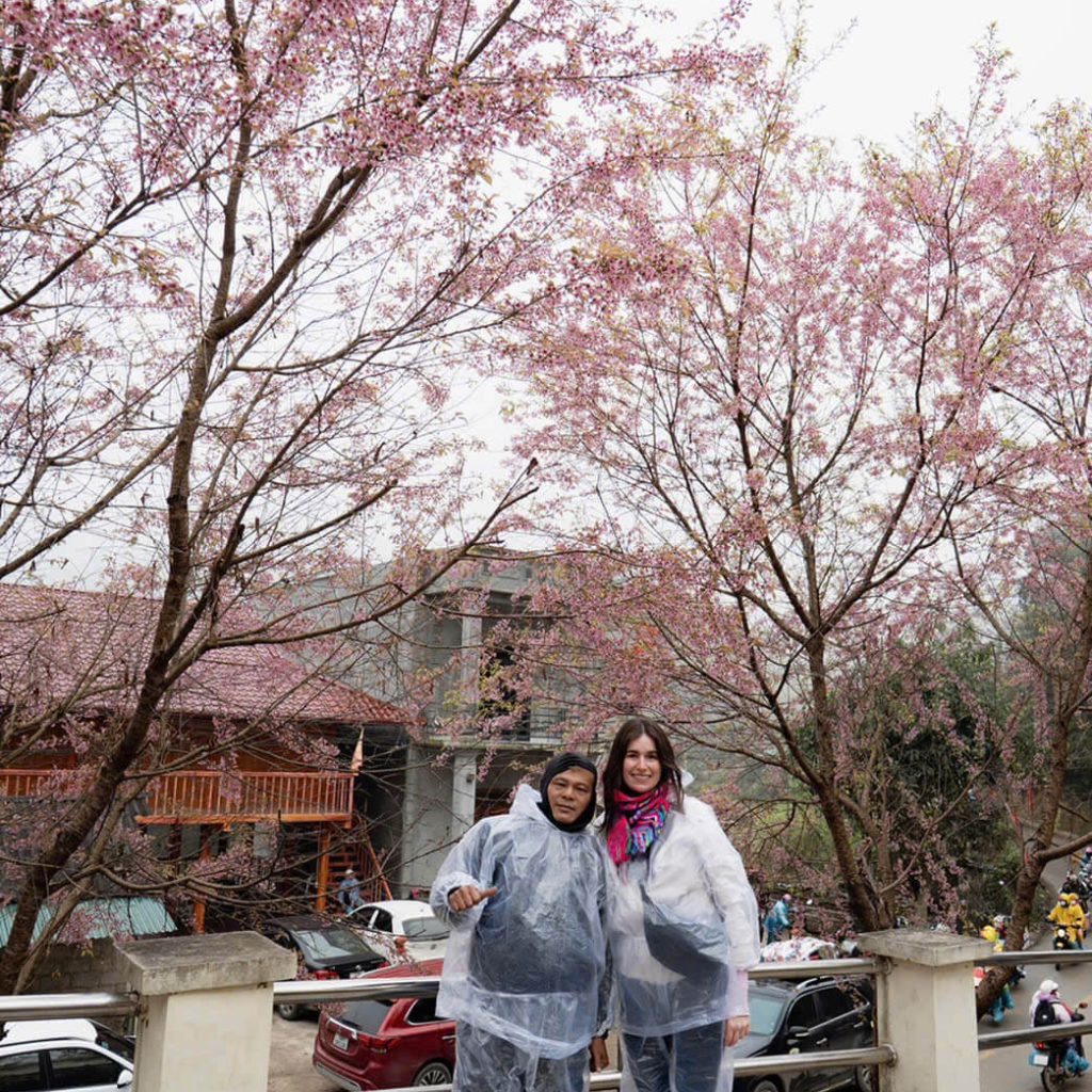 Ha Giang's cherry blossom season.